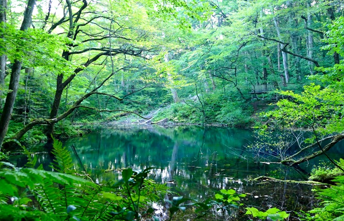 日本｜東北．青森秋田．白神山地十二湖７日